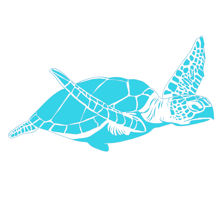 Turtle vectors